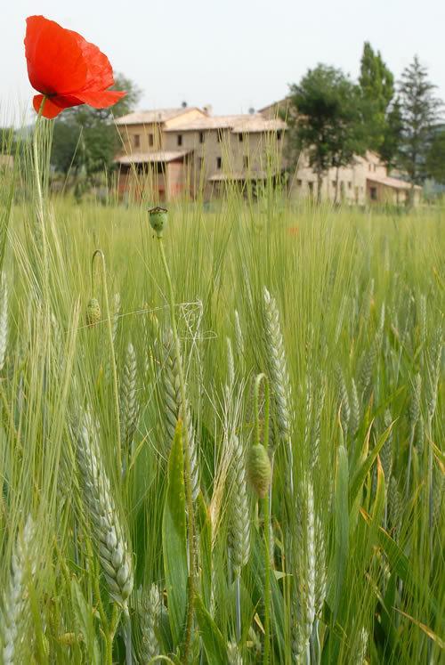 Villa Agriturismo Verziere Fermignano Exterior foto
